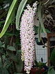foxtail orchid