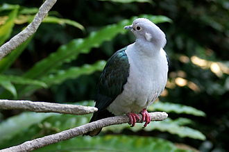 GREEN IMPERIAL PIGEON, STATE BIRD