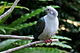 green imperial pigeon