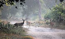CHITAL CROSSING IN A FOREST PATH IN JIM CORBETT NATIONAL PARK